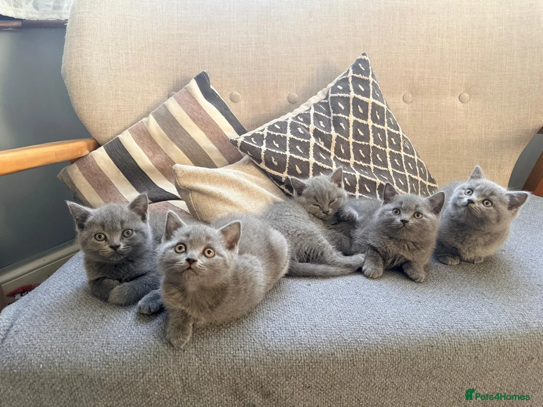 British Shorthair cats for sale: lovely british short hair - Advert 7