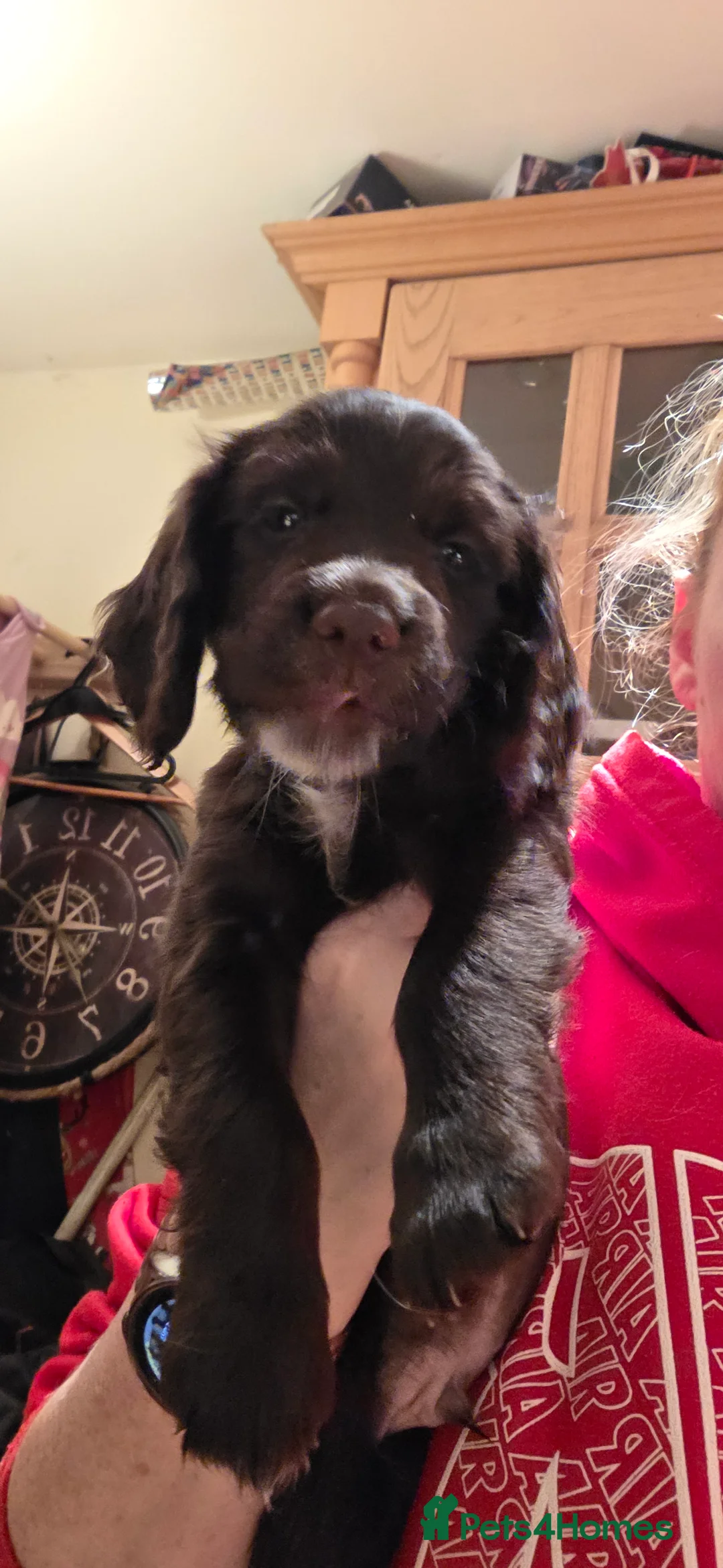 Sprocker dogs for sale: Sprocker puppies  - Advert 4