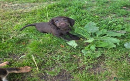 Cocker Spaniel dogs for sale: REDUCED 1 KC reg BOY READY NOW - Image 5