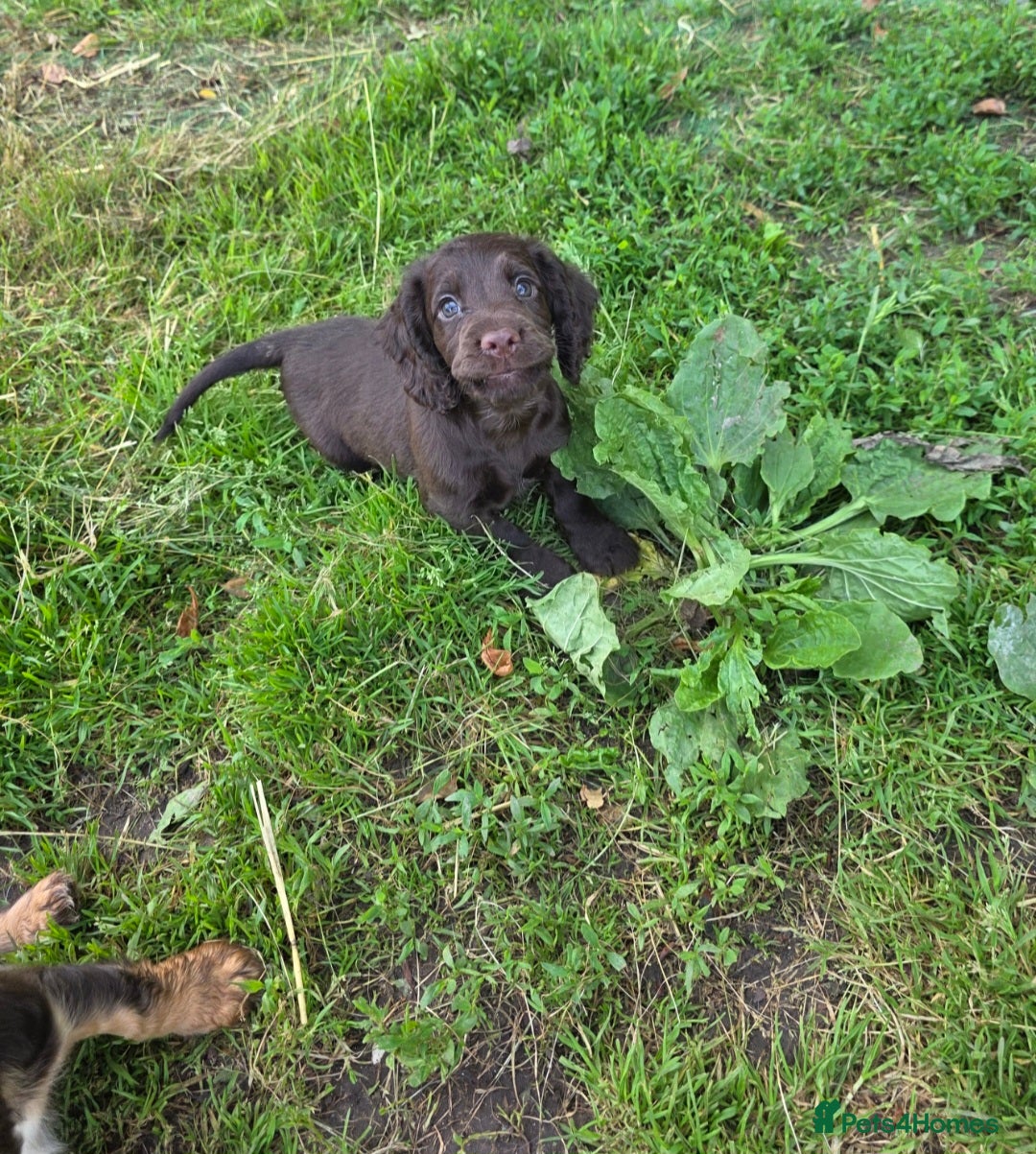 Cocker Spaniel dogs for sale: REDUCED 1 KC reg BOY READY NOW - Image 5