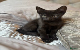 Mixed Breed cats for sale: One female kitten  - Image 3