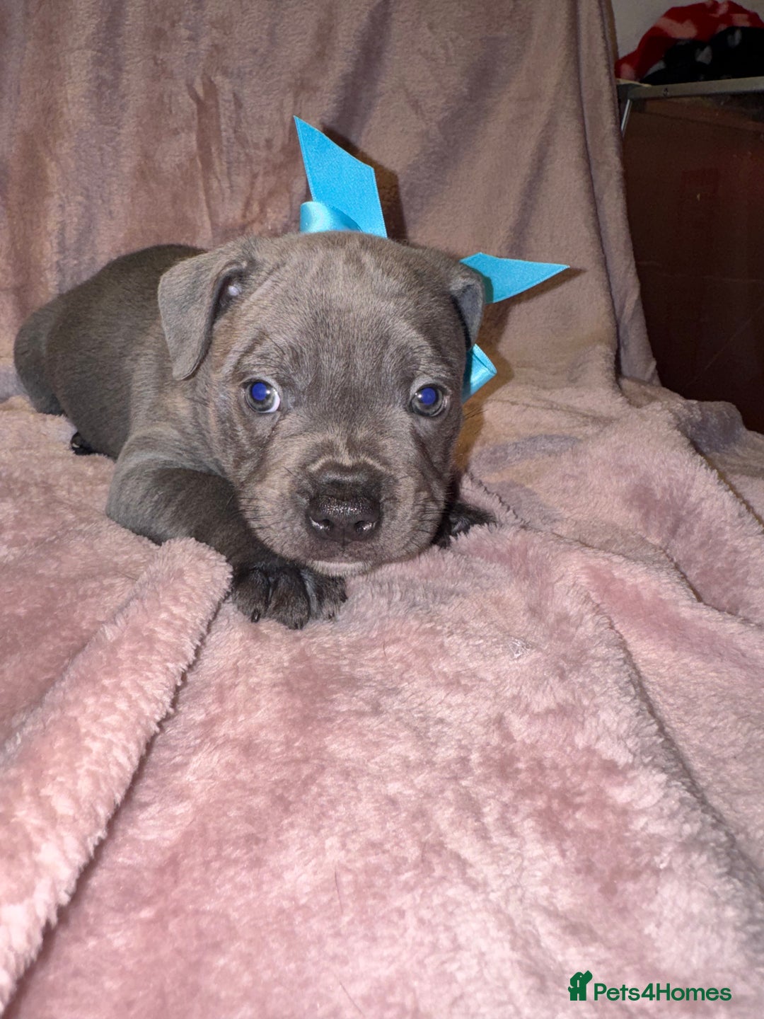 Staffordshire Bull Terrier dogs for sale: KC reg. Staffordshire bull terrier puppies - Advert 2