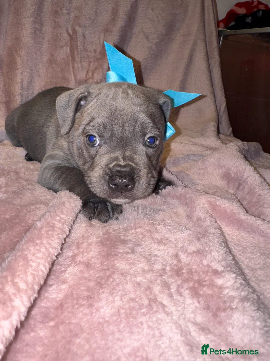Staffordshire Bull Terrier dogs for sale: KC reg. Staffordshire bull terrier puppies - Advert 2