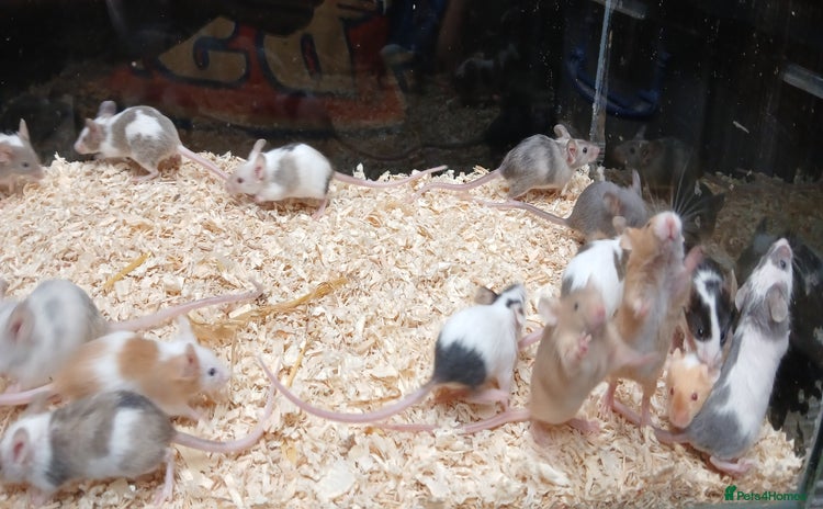 Mouse rodents - Advert 1