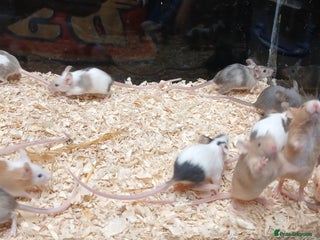 Mouse rodents Baby Fancy Pet Mice , Females available - Advert 6