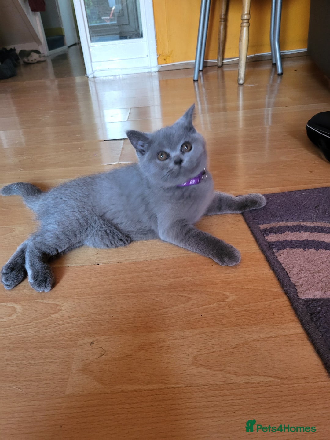 Scottish Fold cats for sale: Beautiful Female Scottish Straight Kitten - Image 5