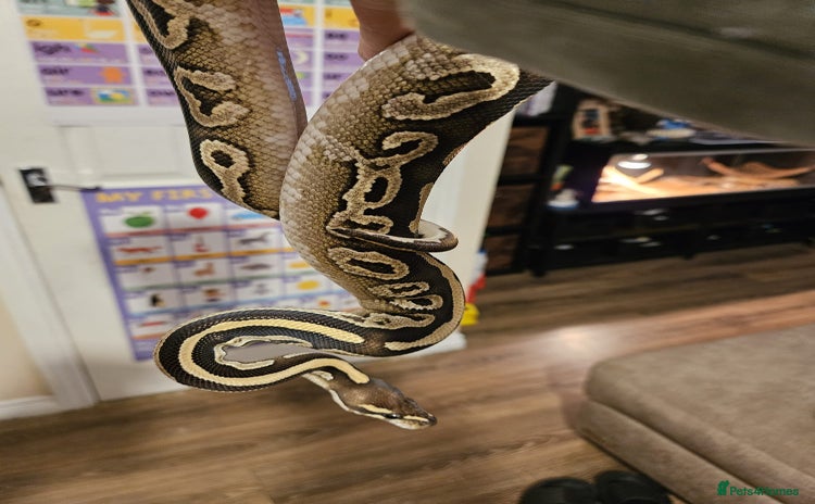Python Snake reptiles - Advert 18