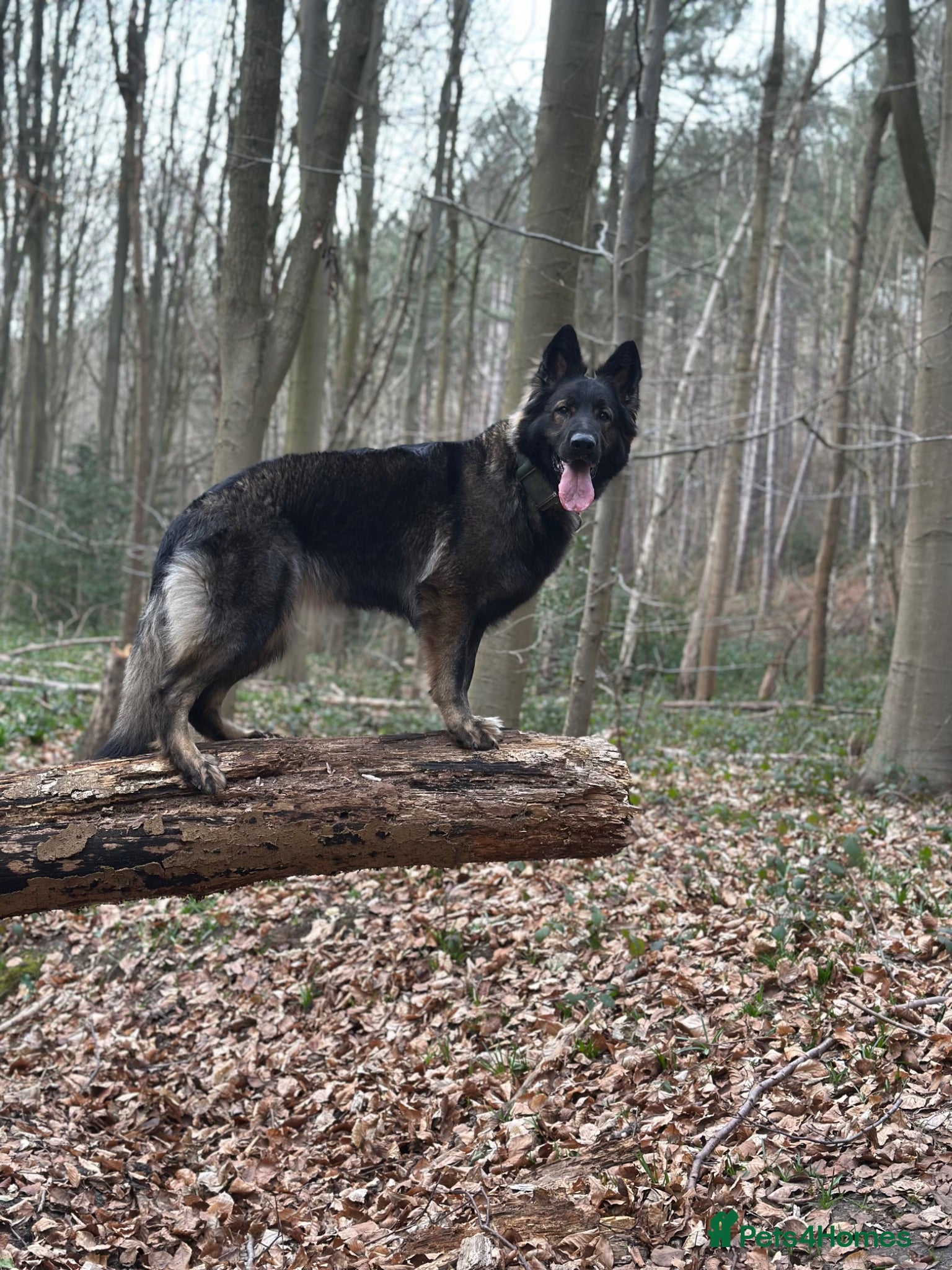 German Shepherd dogs Fully Health Tested, KC registered GSD puppies due - Advert 9