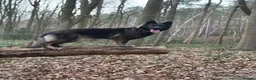 German Shepherd dogs for sale: Fully Health Tested, KC registered GSD puppies due - Advert 1