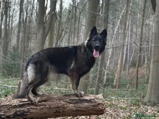 German Shepherd dogs Fully Health Tested, KC registered GSD puppies due - Advert 1