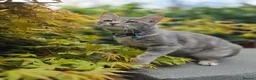 British Shorthair cats for sale: Rehoming our cats - Advert 8