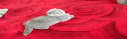 Scottish Fold cats for sale: British Shorthair and Scottish Fold kittens - Advert 4