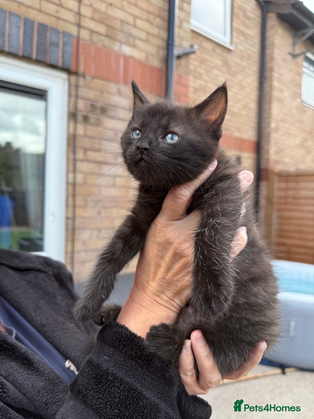 Ragdoll cats for sale: Ragdoll x English shorthair  - Image 7