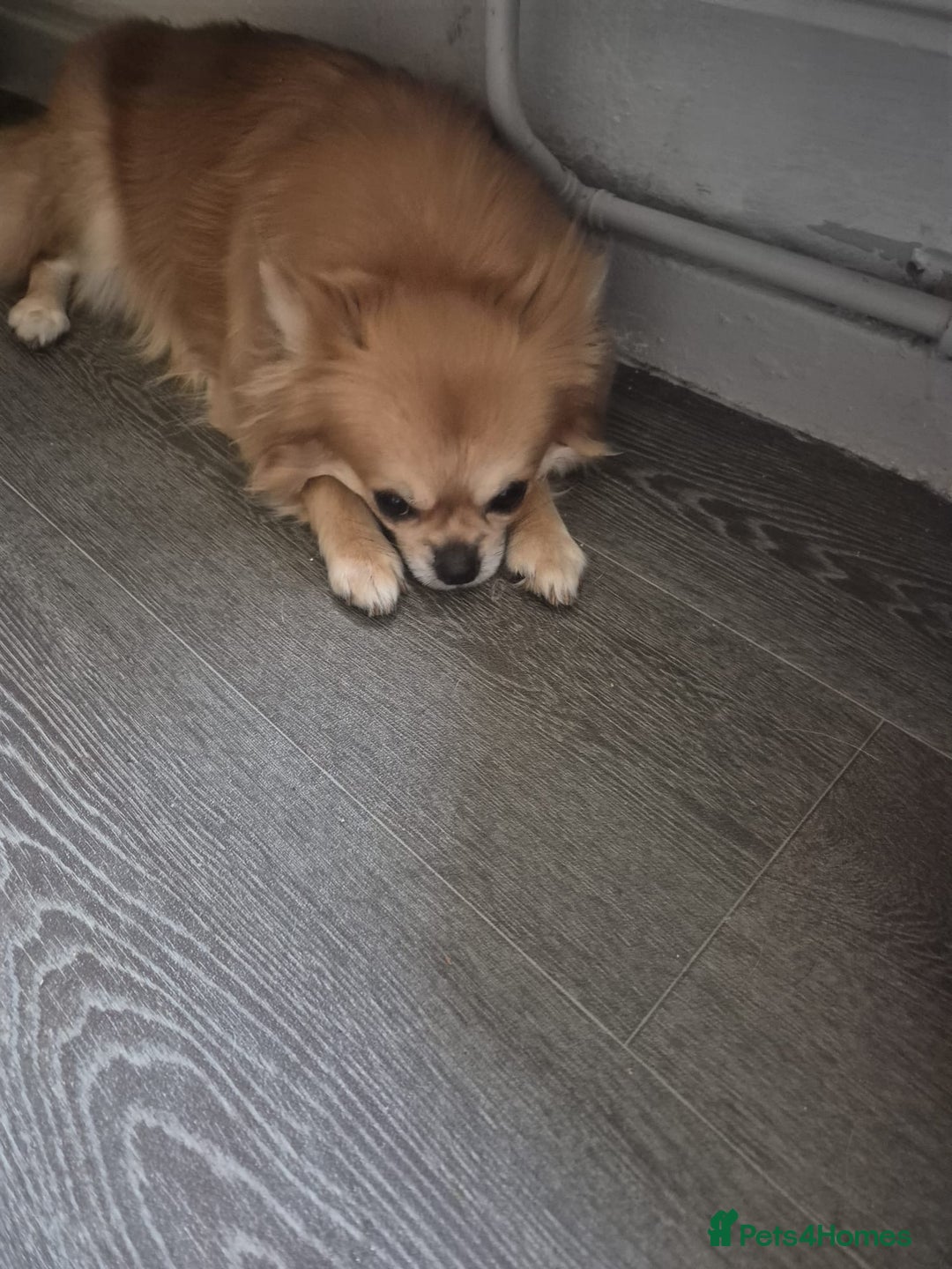 Chihuahua dogs for adoption: Bonded pair jackawawa & Pomchi - Image 2