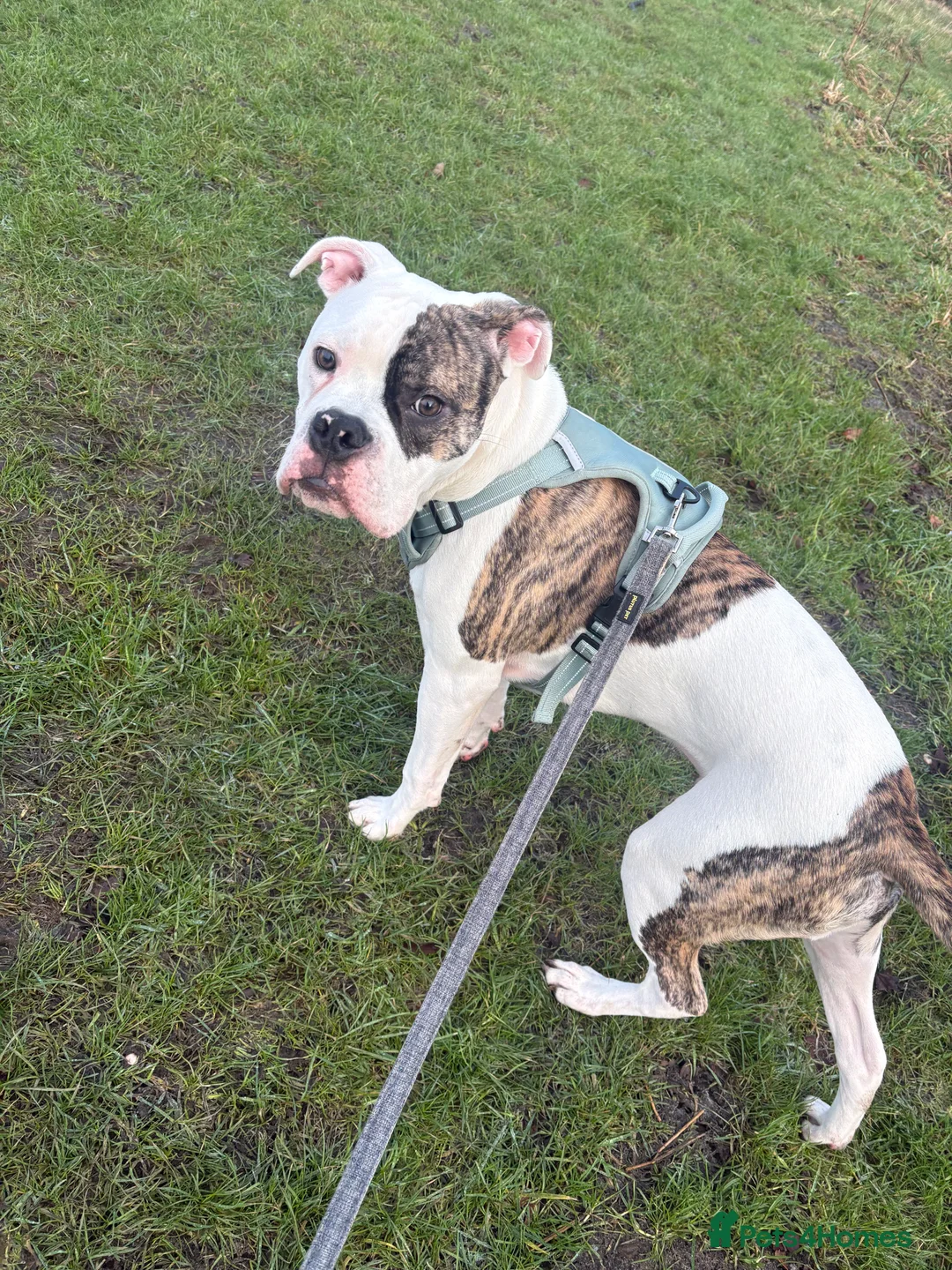 American Bulldog dogs for sale: Monty 7 month old American Bulldog  - Advert 5