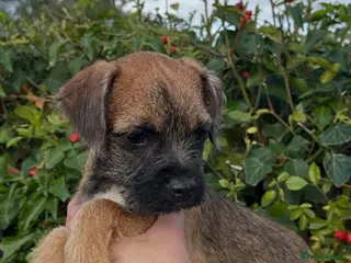 Border Terrier dogs Kc registered border terriers - Advert 1