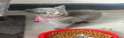 British Shorthair cats for sale: Beautiful BSH  - Advert 22