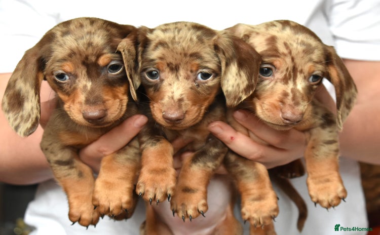 Dachshund dogs - Advert 1