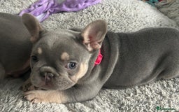French Bulldog dogs for sale: *READY TO LEAVE* stunning lilac/tan girl frenchie - Image 4