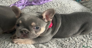 French Bulldog dogs - Advert 4