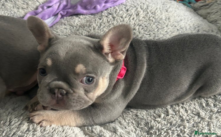 French Bulldog dogs - Advert 16