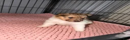 Shetland Sheepdog dogs for sale: Shetland sheepdog female looking for forever home - Advert 3