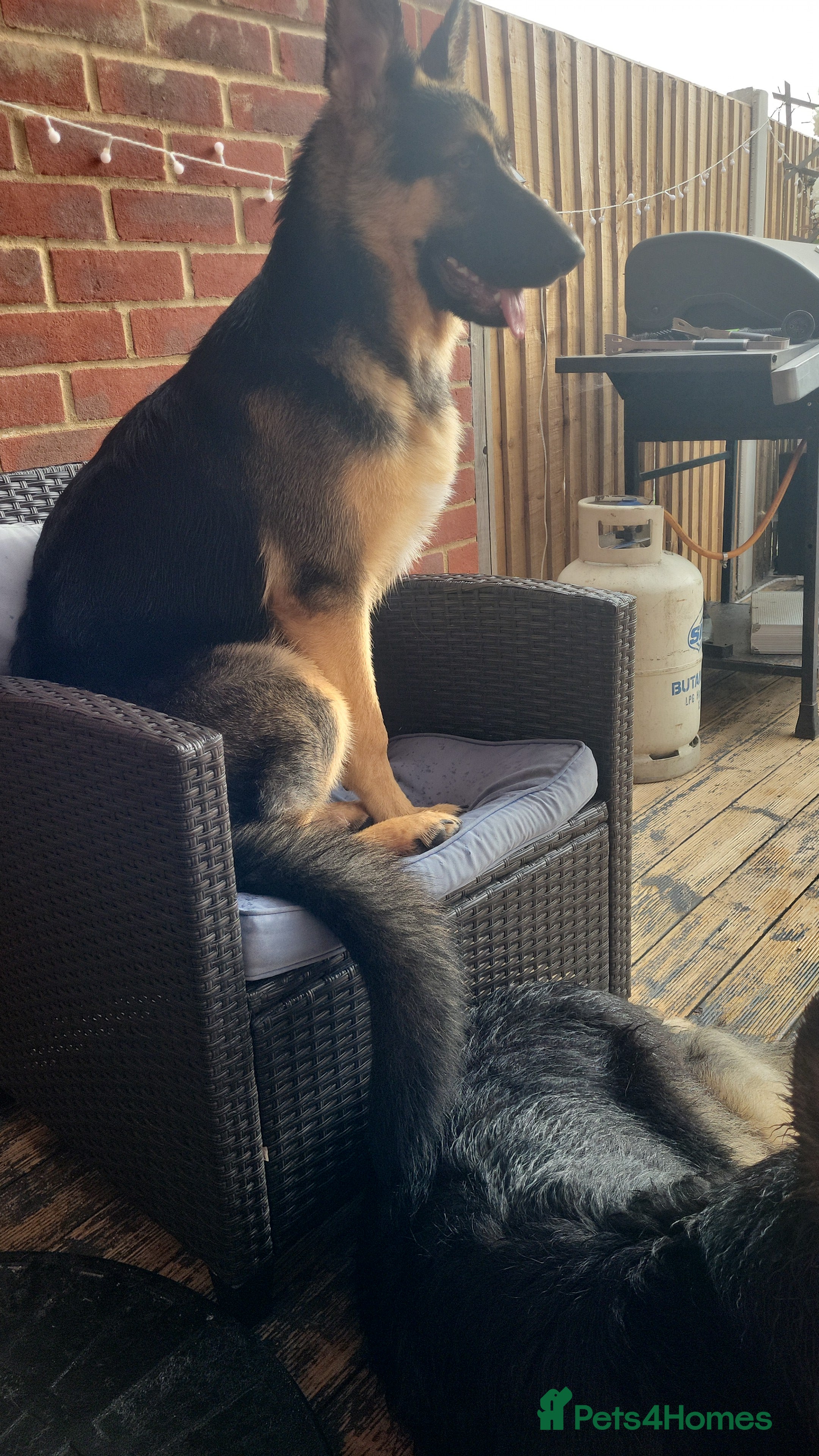 German Shepherd dogs 8 months old german shepherd  - Advert 16