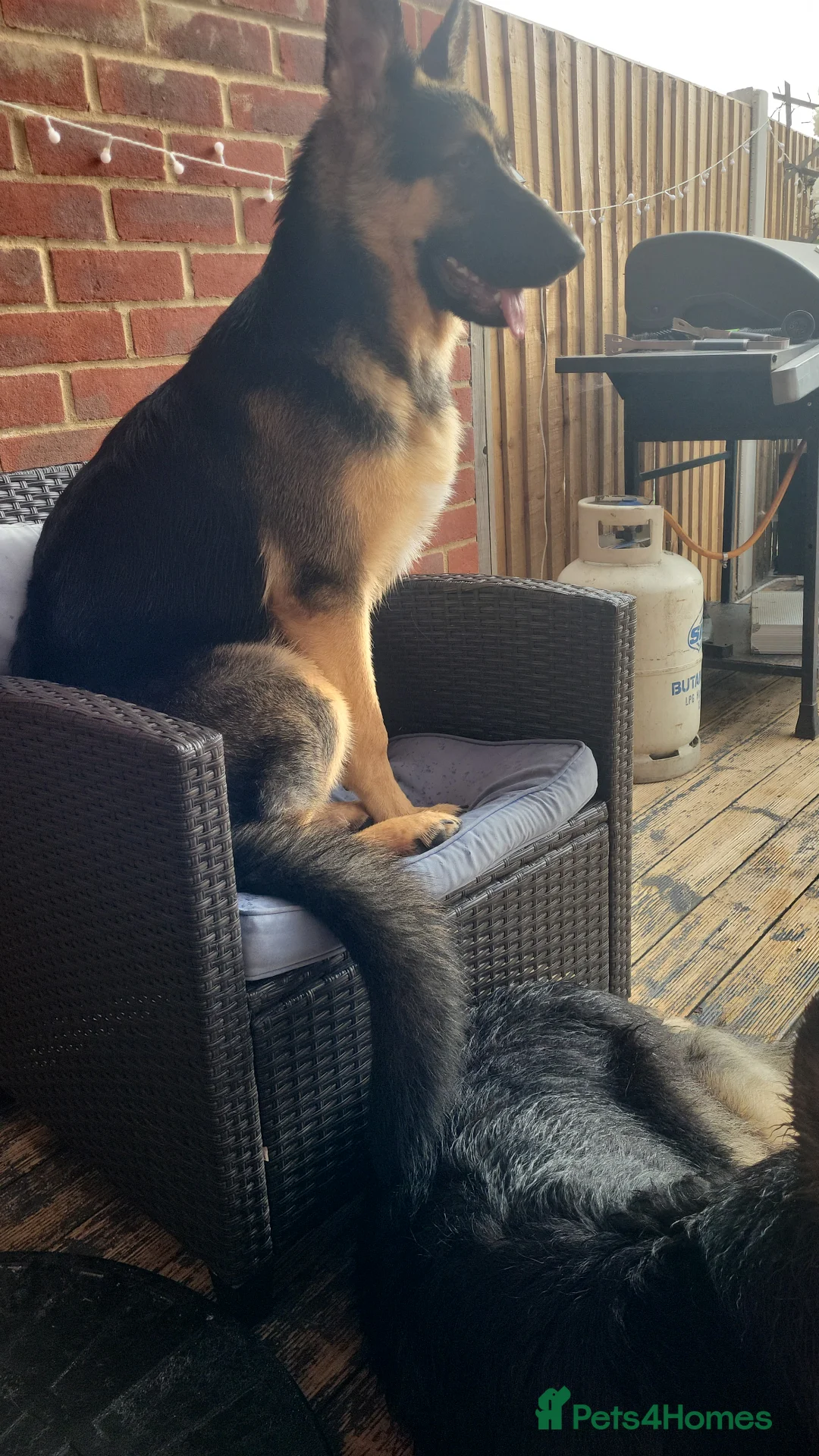 German Shepherd dogs for sale: 8 months old german shepherd  - Advert 2