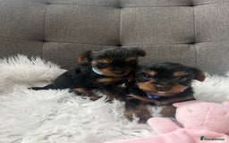 Yorkshire Terrier dogs for sale: Adorable Yorkshire Terrier Puppies✨ - Image 5