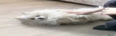 Pomeranian 1