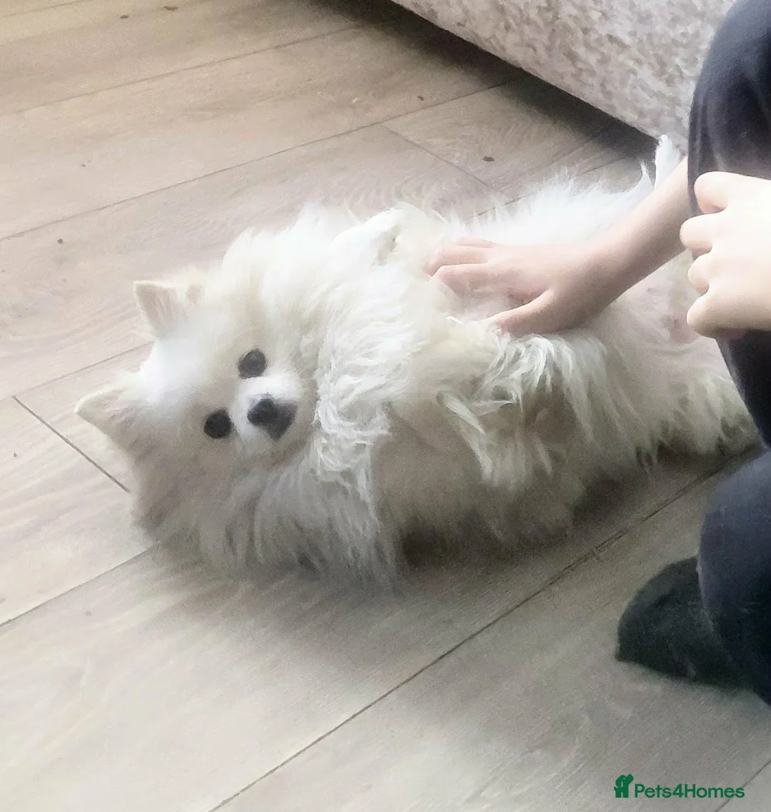 Pomeranian dogs for sale: KC Registered Pomeranian Female beautiful dog - Advert 2