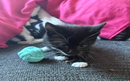 Domestic Shorthair cats for sale: Beautiful kittens looking for forever home - Image 6