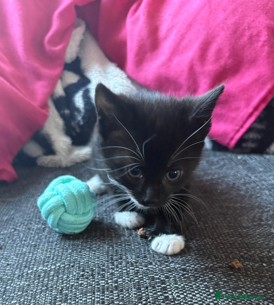 Domestic Shorthair cats for sale: Beautiful kittens looking for forever home - Image 6