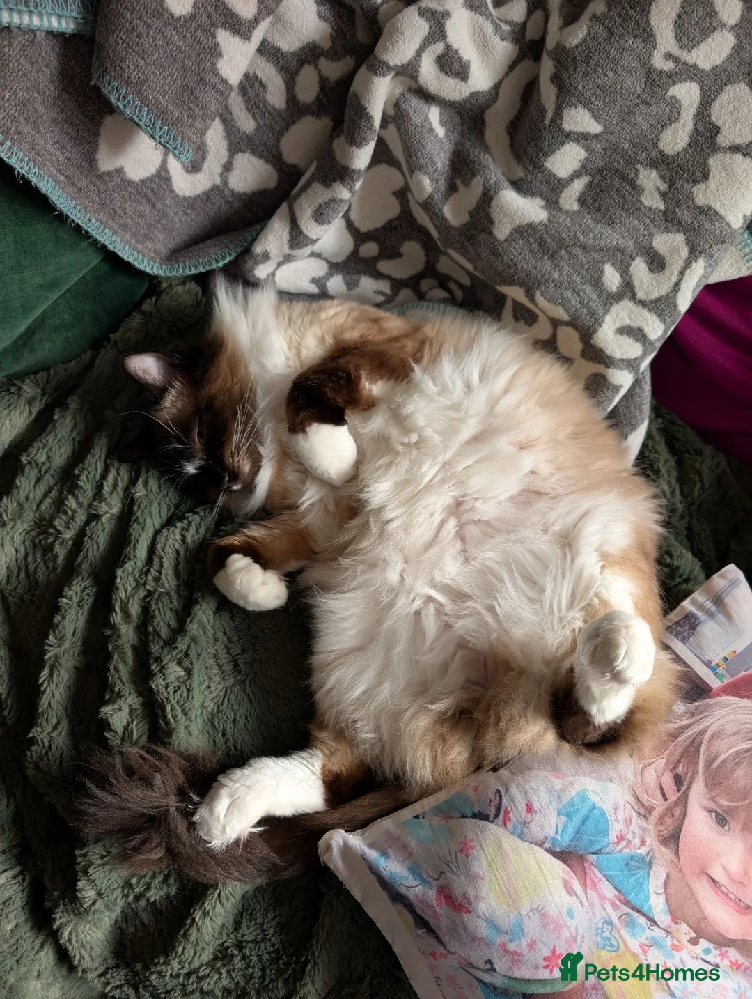 Ragdoll cats for sale: Tinker and Tucker  in Shrewsbury - Advert 9