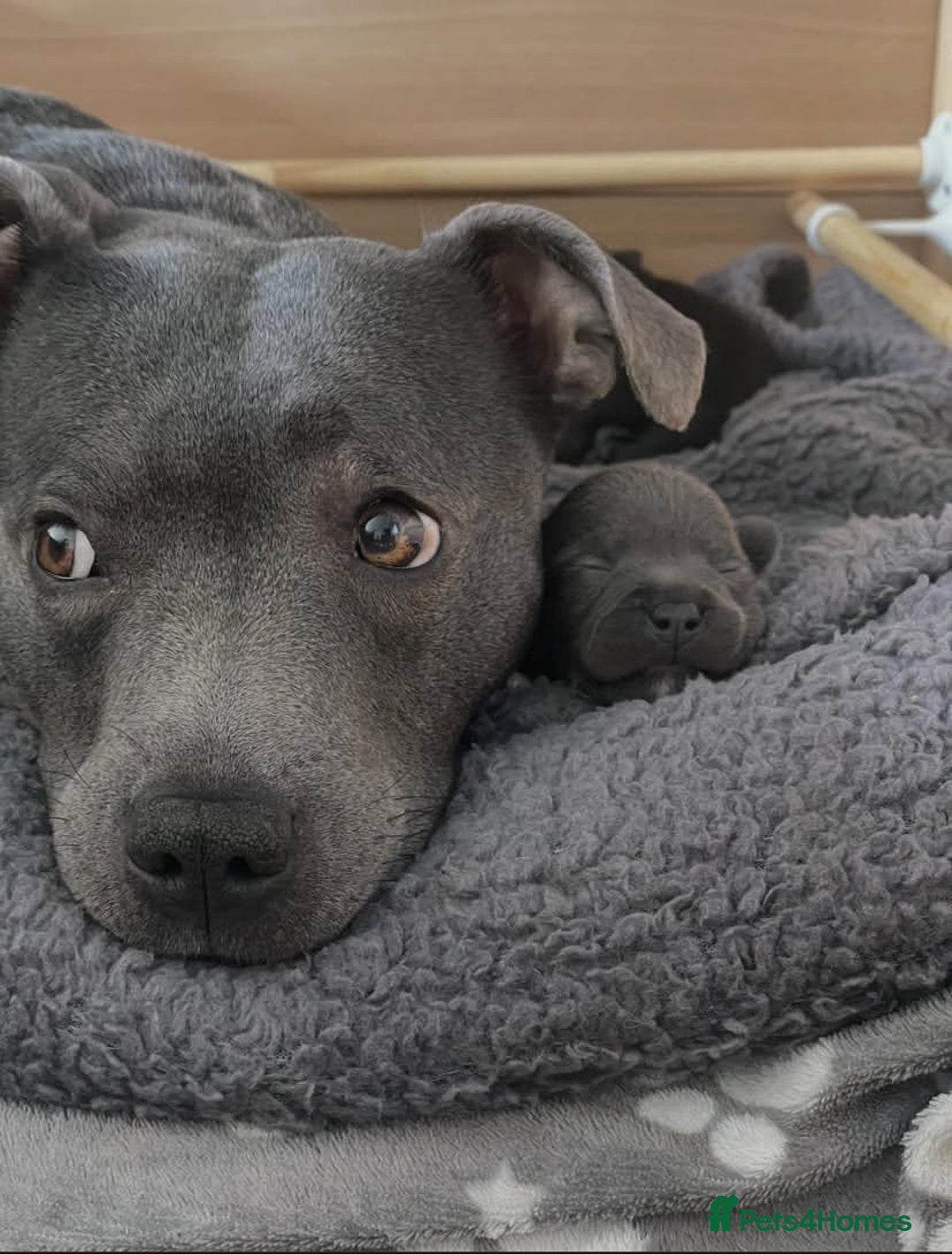 Staffordshire Bull Terrier dogs for sale: Gorgeous Blue&Black Pedigree Staffy’s Puppies  - Advert 7