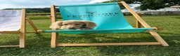 Miniature Dachshund dogs for sale: Cream Kc miniature dachshund boy fully jabbed.  - Advert 4