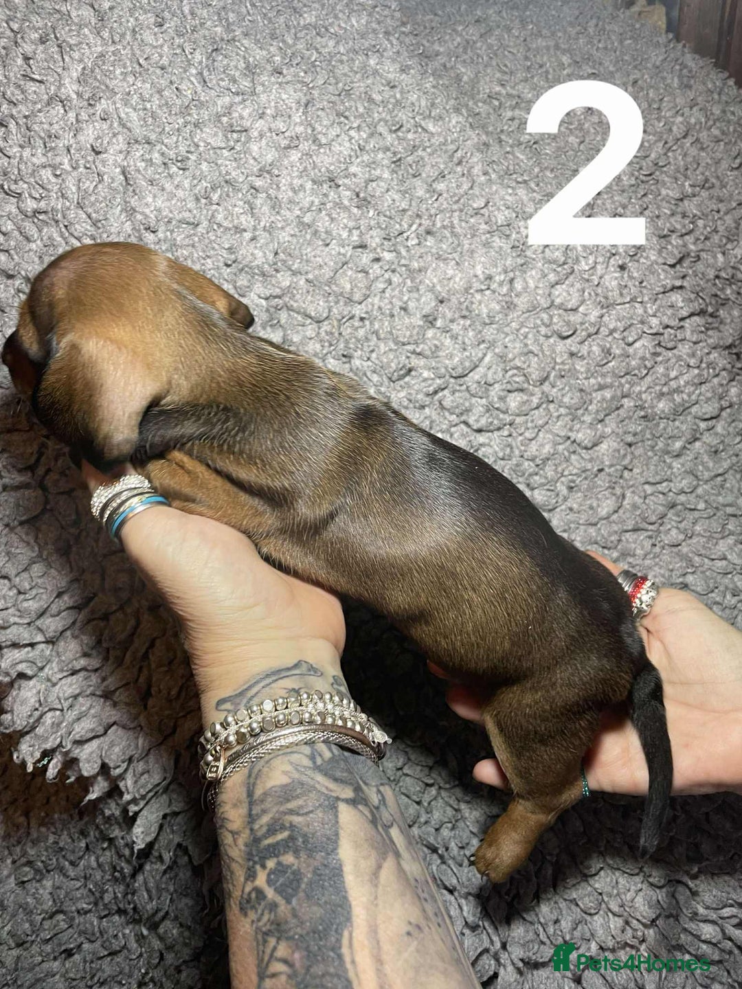 Dachshund dogs for sale: Stunning Litter of dachshund Puppies - Advert 4