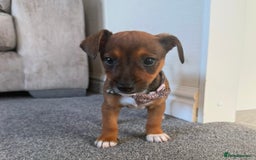 Jack Russell dogs for sale: Jack Russell puppy  - Image 2