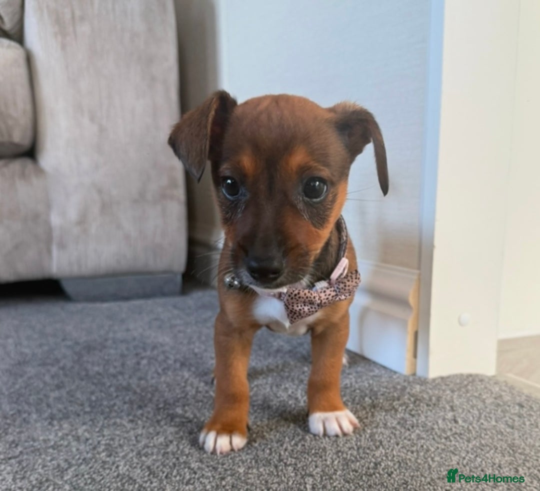 Jack Russell dogs for sale: Jack Russell puppy  - Image 2
