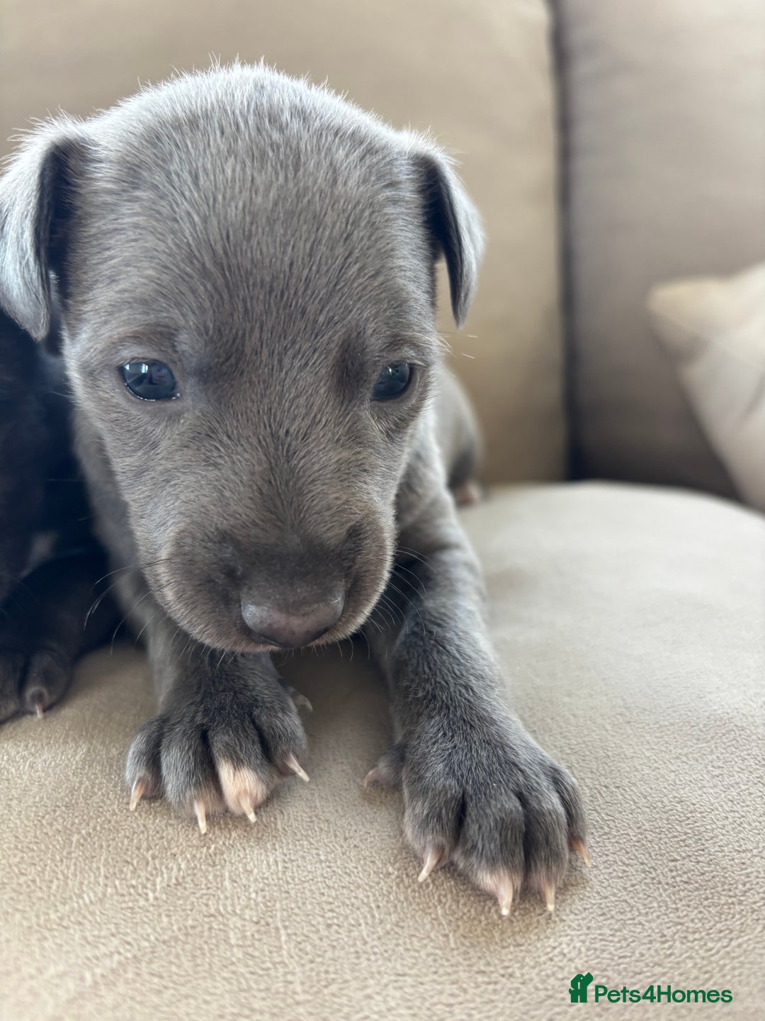 Whippet dogs for sale: Stunning KC registered whippet puppy’s  - Advert 12