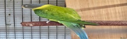 Parakeets birds for sale: 2 x parakeets unsexed - Advert 5
