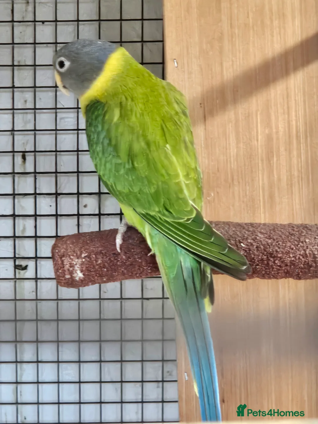 Parakeets birds for sale: 2 x parakeets unsexed - Advert 5