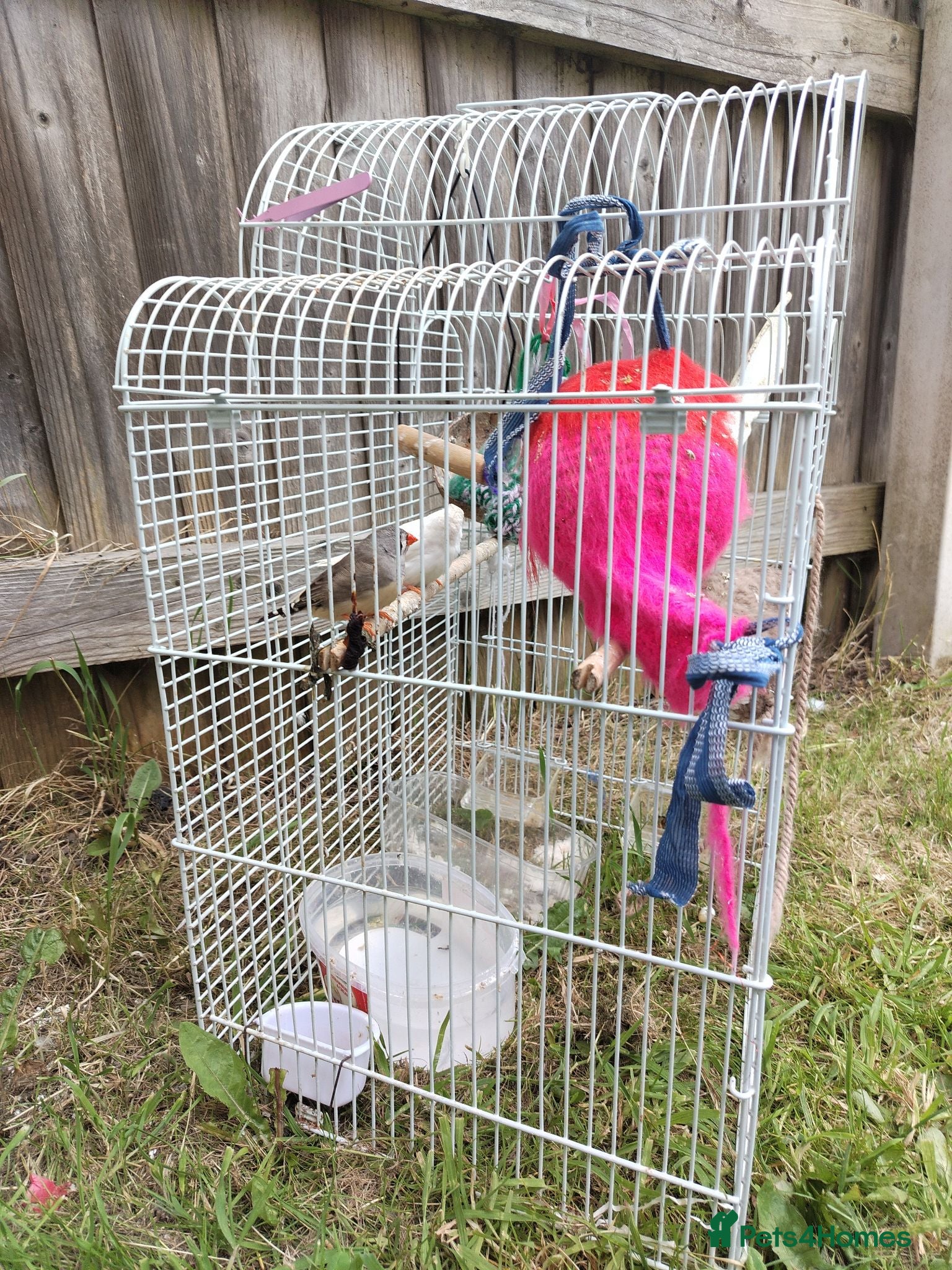 Finches birds 2 young finches (with cage).  - Advert 2