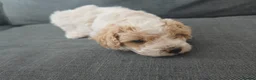 Mixed Breed dogs for sale: Cavapoochon puppies  - Advert 16