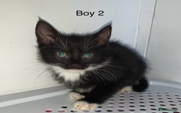 Mixed Breed cats for sale: 💚 3 male  💜 2 female  - Image 8