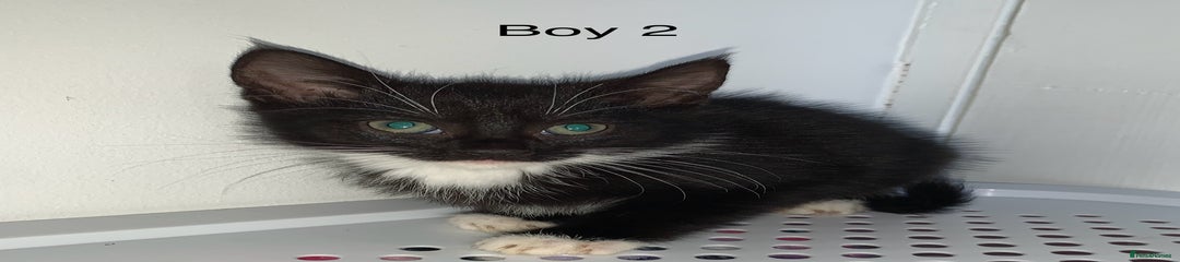 Mixed Breed Kitten 3