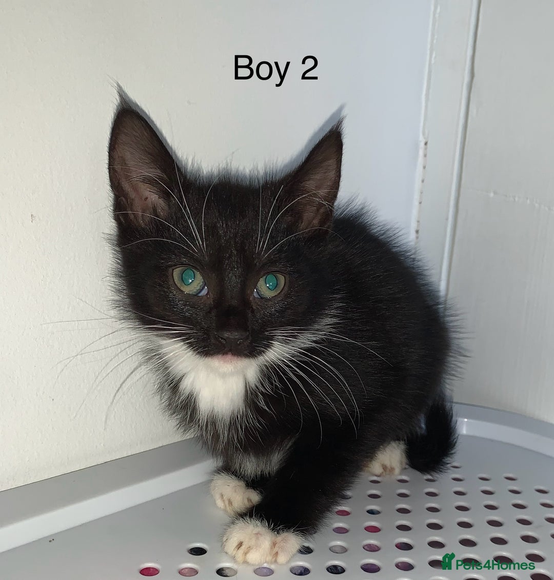 Mixed Breed cats for sale: 💚 3 male  💜 2 female  - Image 8