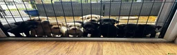 Labrador Retriever dogs for sale: Health tested super Working Line Labrador litter.  in Stratford-upon-Avon - Advert 8