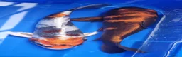 Koi Carp fish for sale: Small Medium & Large Koi Pond Fish in Chorley Carp - Advert 6