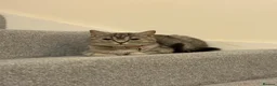 British Shorthair cats for sale: British shorthair cat - Advert 5